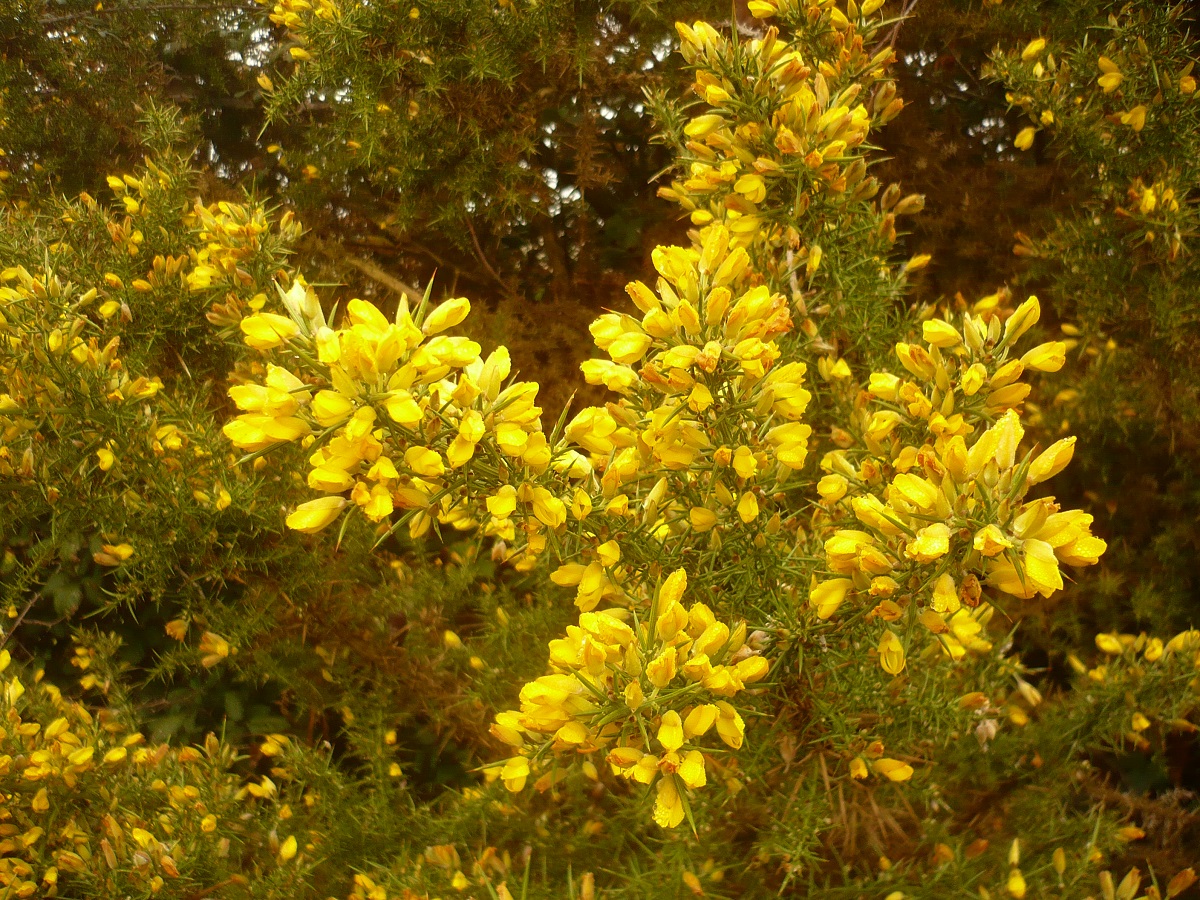 Ulex europaeus subsp. europaeus (Fabaceae)